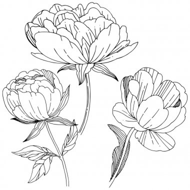 Kır çiçeği Şakayık çiçeği izole bir vektör tarzı.