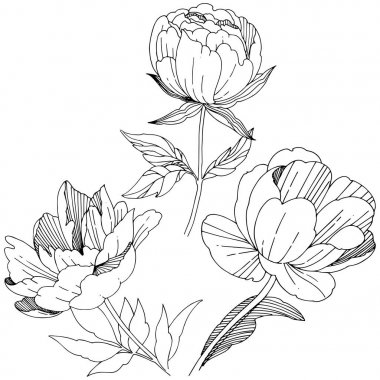 Kır çiçeği Şakayık çiçeği izole bir vektör tarzı.