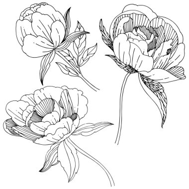 Kır çiçeği Şakayık çiçeği izole bir vektör tarzı.