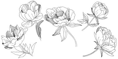 Kır çiçeği Şakayık çiçeği izole bir vektör tarzı.