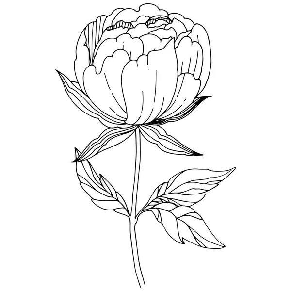 Flor de peonía silvestre en un estilo vectorial aislado . — Vector de stock