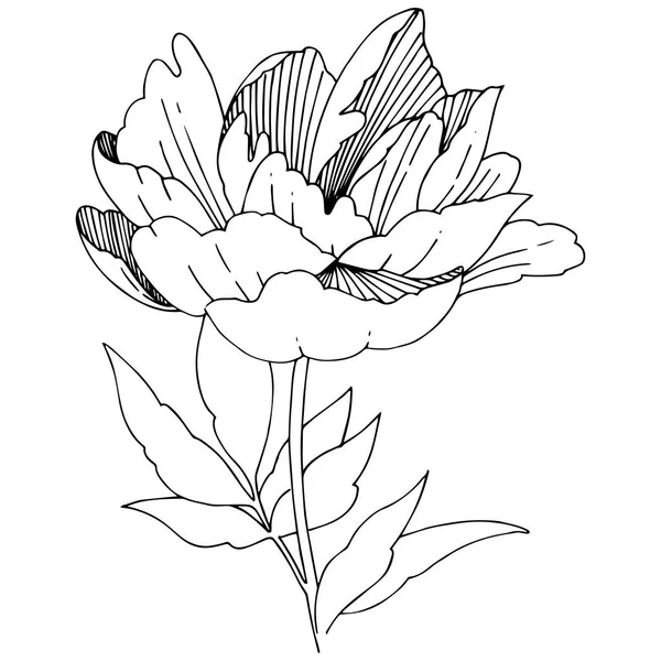 分離ベクトル スタイルでワイルドフラワー牡丹の花. — ストックベクタ