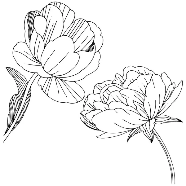 Fleur pivoine de fleurs sauvages dans un style vectoriel isolé . — Image vectorielle