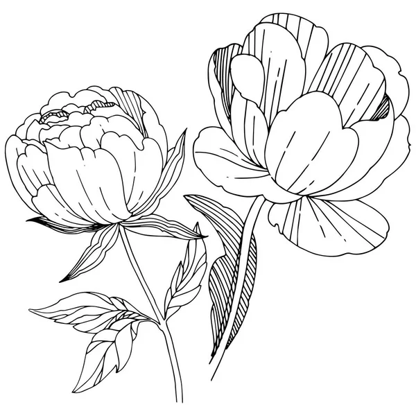 Flor de peonía silvestre en un estilo vectorial aislado . — Archivo Imágenes Vectoriales