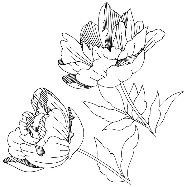 Wildblume Pfingstrose Blume in einem Vektor-Stil isoliert. — Stockvektor