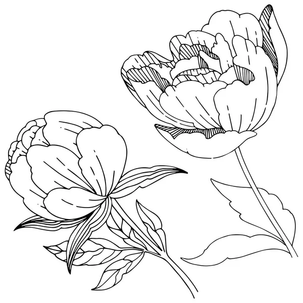 Wildflower peony bloem in een vector stijl geïsoleerd. — Stockvector