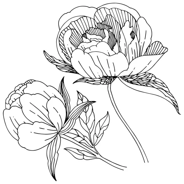 Fleur pivoine de fleurs sauvages dans un style vectoriel isolé . — Image vectorielle