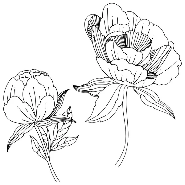 Flor de peonía silvestre en un estilo vectorial aislado . — Archivo Imágenes Vectoriales