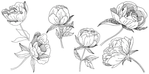 Wildflower peony bloem in een vector stijl geïsoleerd. — Stockvector