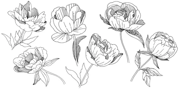 Wildflower peony bloem in een vector stijl geïsoleerd. — Stockvector