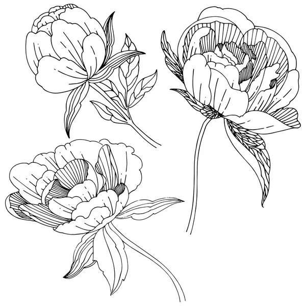 Fleur pivoine de fleurs sauvages dans un style vectoriel isolé . — Image vectorielle