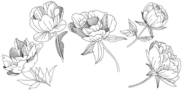 Wildflower παιωνία λουλούδι σε ένα στυλ διάνυσμα απομονωμένες. — Διανυσματικό Αρχείο