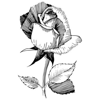 Kır çiçeği gül çiçek izole bir vektör tarzı.