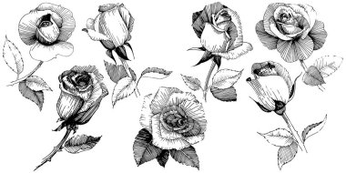 Kır çiçeği gül çiçek izole bir vektör tarzı.