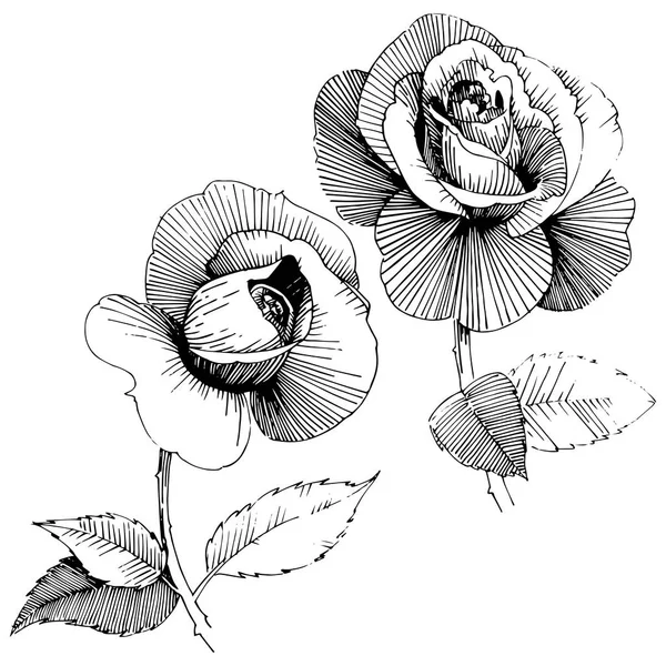 Fleur rose sauvage dans un style vectoriel isolé . — Image vectorielle