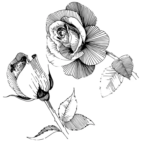 Wildflower roze bloem in een vector stijl geïsoleerd. — Stockvector