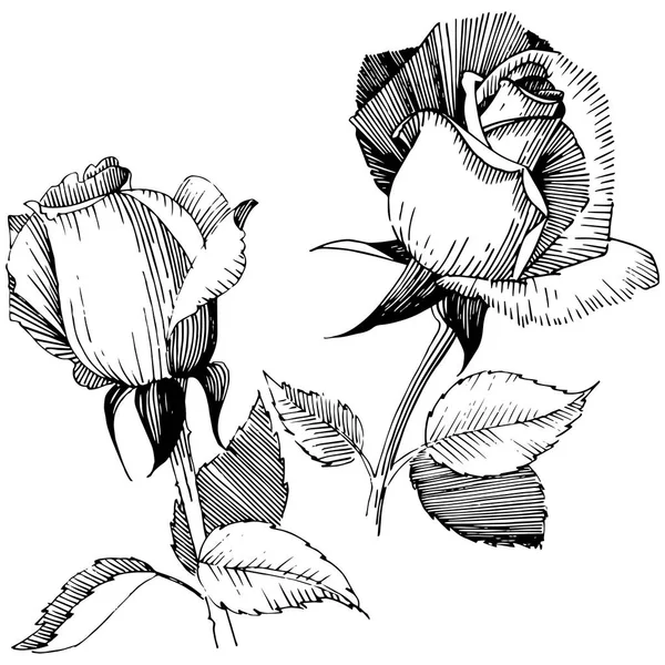 Wildblume Rosenblüte im Vektorstil isoliert. — Stockvektor