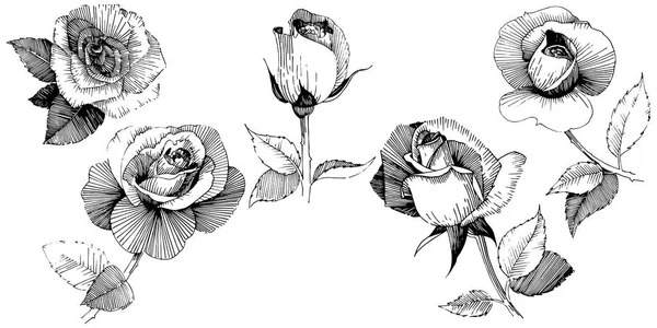 Flor silvestre rosa flor en un estilo vectorial aislado . — Archivo Imágenes Vectoriales