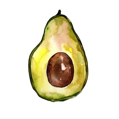 Egzotik avokado yabani meyve izole bir suluboya tarzında.