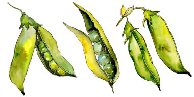 Bezelye sed yabani sebze izole bir suluboya tarzında.