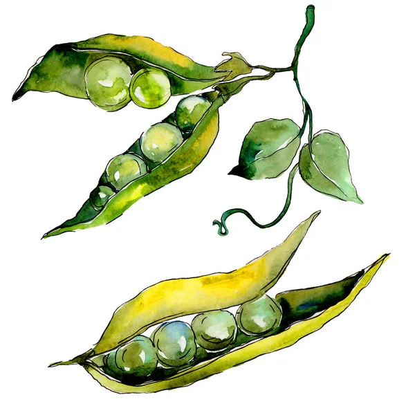 Pea sed wild vegetables in a watercolor style isolated. — Stock Photo, Image