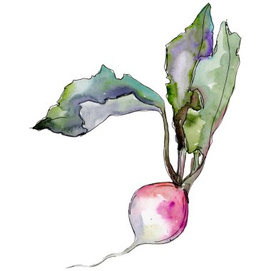 Turp yabani sebze izole bir suluboya tarzında.