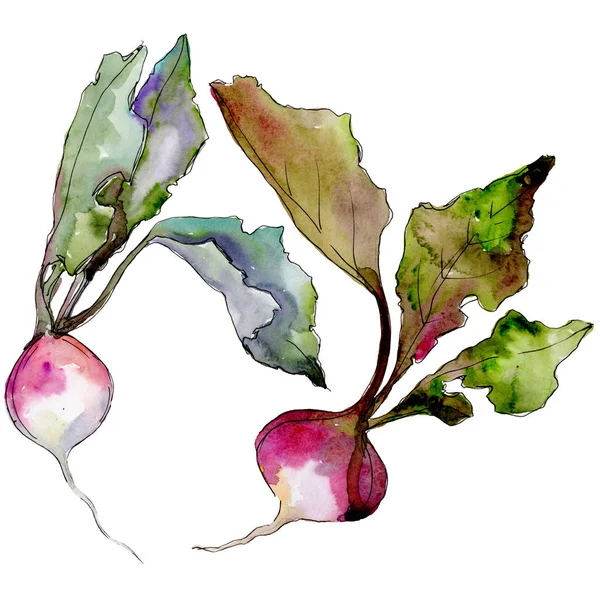 Rzodkiewka dzikie warzywa w stylu przypominającym akwarele na białym tle. — Zdjęcie stockowe