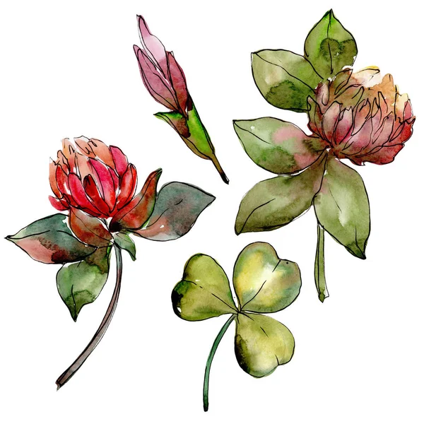 Wildflower clover flower in a watercolor style isolated. — Stock Photo, Image