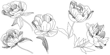 Kır çiçeği Şakayık çiçeği izole bir vektör tarzı.