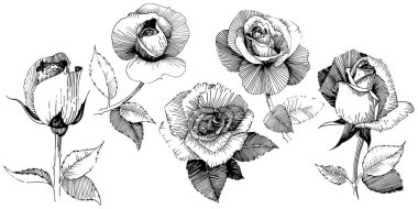 Kır çiçeği gül çiçek izole bir vektör tarzı.