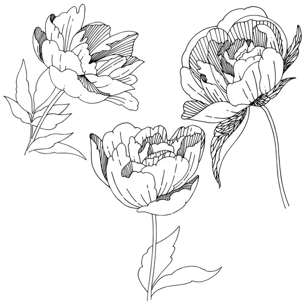 Vadvirág pünkösdi rózsa virág elszigetelt vektor stílusban. — Stock Vector
