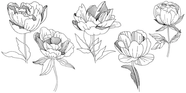 Wildflower peony bloem in een vector stijl geïsoleerd. — Stockvector