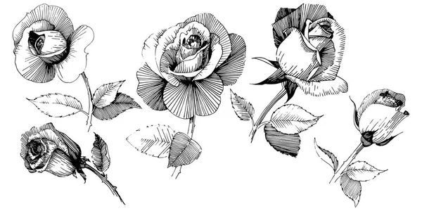 Wildflower roze bloem in een vector stijl geïsoleerd. — Stockvector