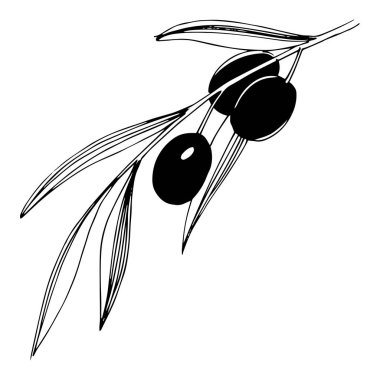 Zeytin ağacı izole bir vektör tarzı.