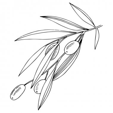 Zeytin ağacı izole bir vektör tarzı.