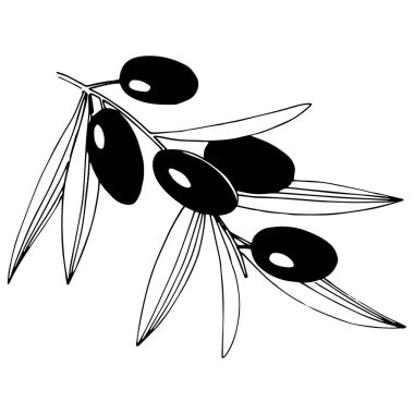 Zeytin ağacı izole bir vektör tarzı.