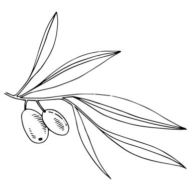 Zeytin ağacı izole bir vektör tarzı.