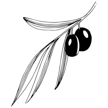 Zeytin ağacı izole bir vektör tarzı.
