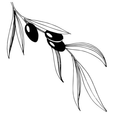 Zeytin ağacı izole bir vektör tarzı.