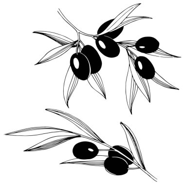 Zeytin ağacı izole bir vektör tarzı.