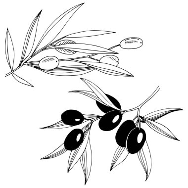 Zeytin ağacı izole bir vektör tarzı.