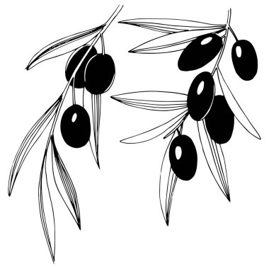 Zeytin ağacı izole bir vektör tarzı.