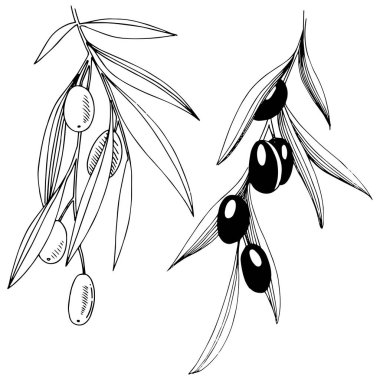 Zeytin ağacı izole bir vektör tarzı.