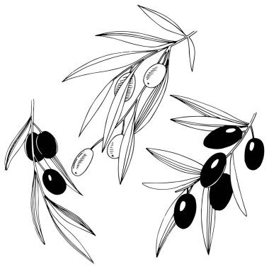 Zeytin ağacı izole bir vektör tarzı.