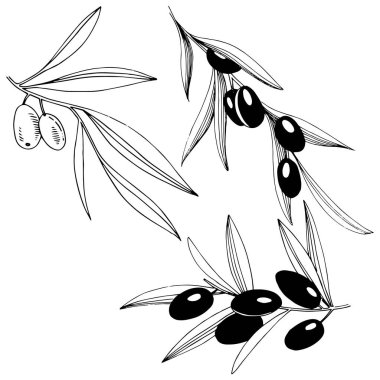 Zeytin ağacı izole bir vektör tarzı.
