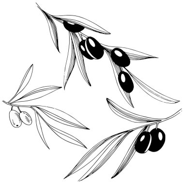 Zeytin ağacı izole bir vektör tarzı.