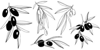 Zeytin ağacı izole bir vektör tarzı.