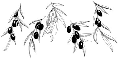 Zeytin ağacı izole bir vektör tarzı.