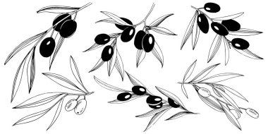 Zeytin ağacı izole bir vektör tarzı.