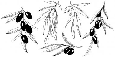 Zeytin ağacı izole bir vektör tarzı.